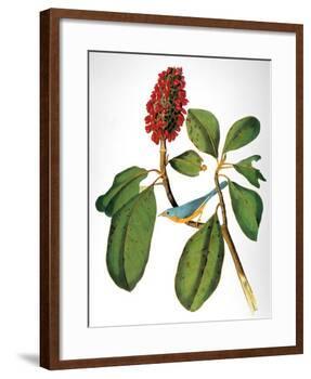 Audubon: Warbler-John James Audubon-Framed Giclee Print