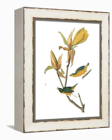 Audubon: Warbler-John James Audubon-Framed Premier Image Canvas