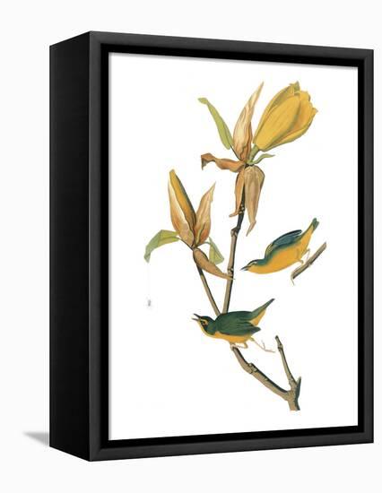 Audubon: Warbler-John James Audubon-Framed Premier Image Canvas