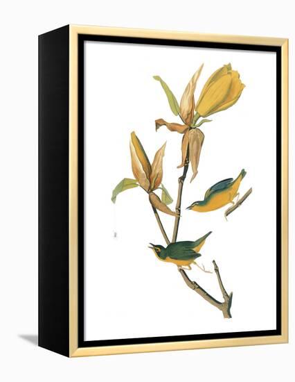 Audubon: Warbler-John James Audubon-Framed Premier Image Canvas