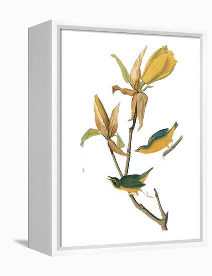 Audubon: Warbler-John James Audubon-Framed Premier Image Canvas