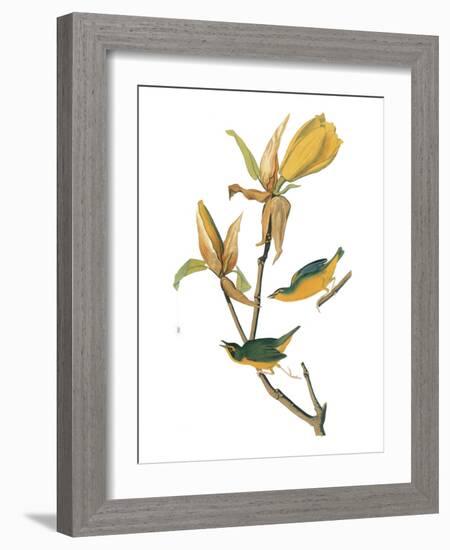 Audubon: Warbler-John James Audubon-Framed Giclee Print