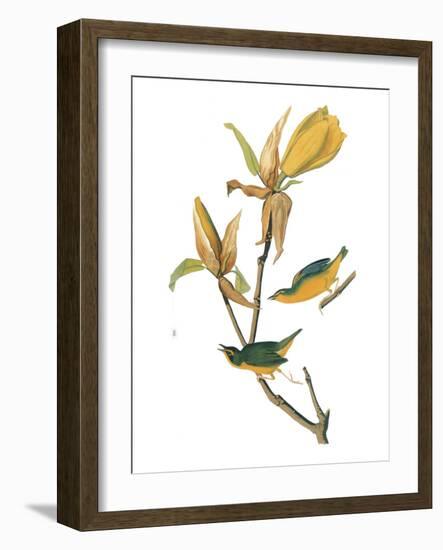 Audubon: Warbler-John James Audubon-Framed Giclee Print