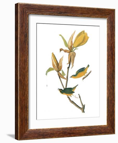 Audubon: Warbler-John James Audubon-Framed Giclee Print