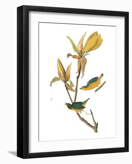 Audubon: Warbler-John James Audubon-Framed Giclee Print