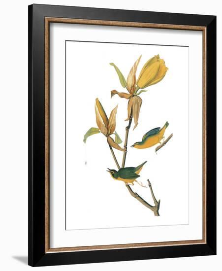 Audubon: Warbler-John James Audubon-Framed Giclee Print