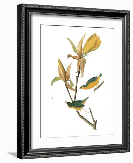 Audubon: Warbler-John James Audubon-Framed Giclee Print