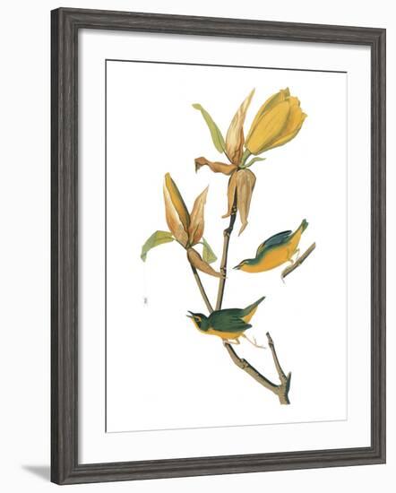 Audubon: Warbler-John James Audubon-Framed Giclee Print