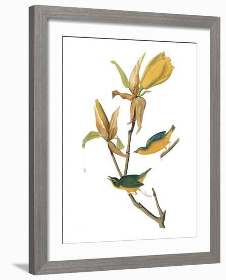 Audubon: Warbler-John James Audubon-Framed Giclee Print