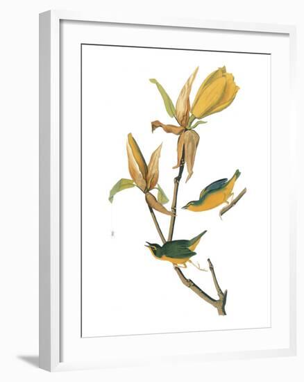 Audubon: Warbler-John James Audubon-Framed Giclee Print