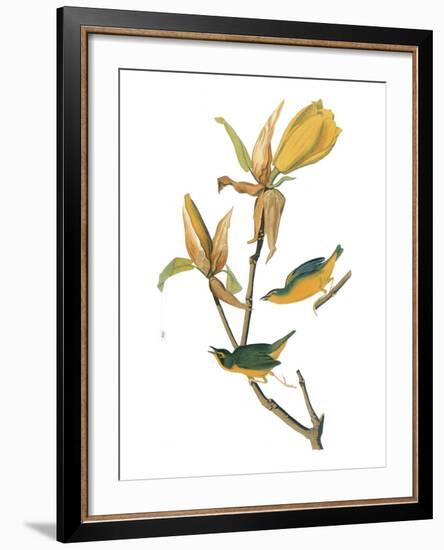 Audubon: Warbler-John James Audubon-Framed Giclee Print