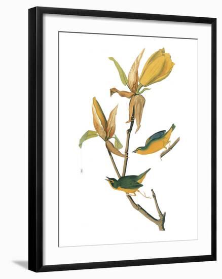 Audubon: Warbler-John James Audubon-Framed Giclee Print