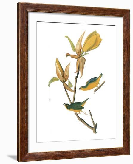 Audubon: Warbler-John James Audubon-Framed Giclee Print