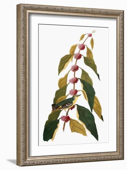 Audubon: Warbler-John James Audubon-Framed Giclee Print