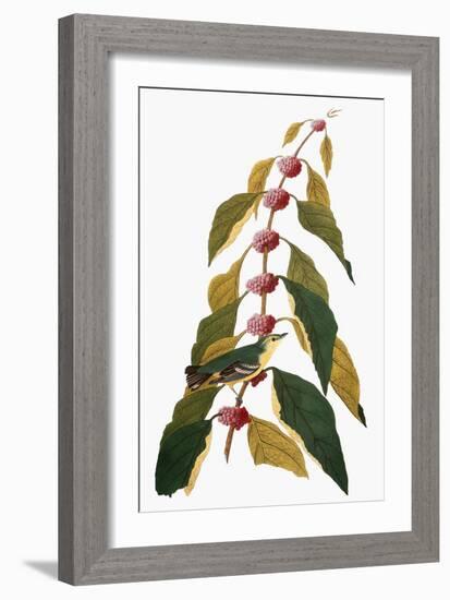 Audubon: Warbler-John James Audubon-Framed Giclee Print