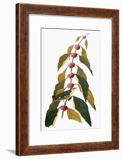 Audubon: Warbler-John James Audubon-Framed Giclee Print