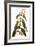 Audubon: Warbler-John James Audubon-Framed Giclee Print