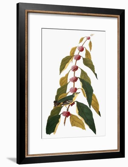 Audubon: Warbler-John James Audubon-Framed Giclee Print