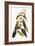 Audubon: Warbler-John James Audubon-Framed Giclee Print