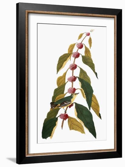 Audubon: Warbler-John James Audubon-Framed Giclee Print