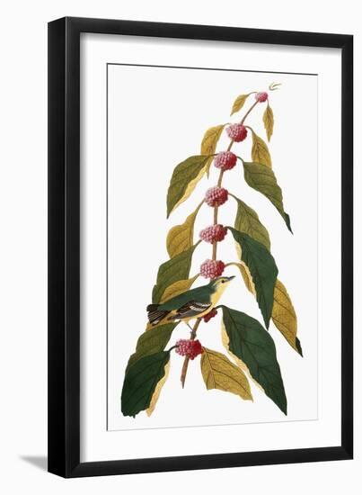 Audubon: Warbler-John James Audubon-Framed Giclee Print