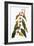 Audubon: Warbler-John James Audubon-Framed Giclee Print