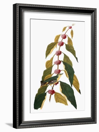 Audubon: Warbler-John James Audubon-Framed Giclee Print