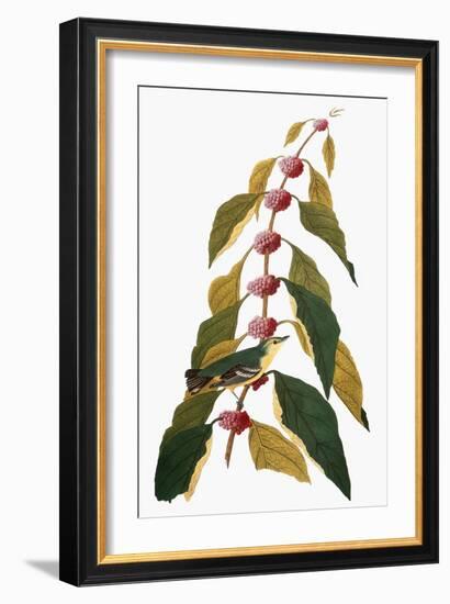 Audubon: Warbler-John James Audubon-Framed Giclee Print