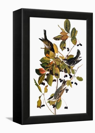 Audubon: Warbler-John James Audubon-Framed Premier Image Canvas