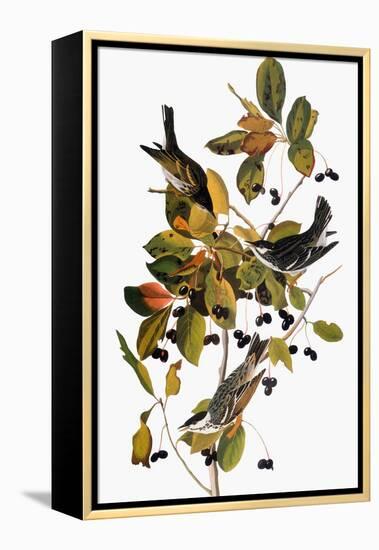 Audubon: Warbler-John James Audubon-Framed Premier Image Canvas