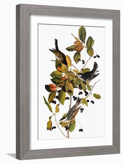 Audubon: Warbler-John James Audubon-Framed Giclee Print