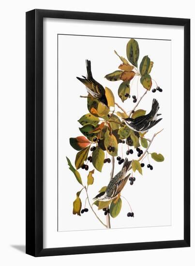 Audubon: Warbler-John James Audubon-Framed Giclee Print