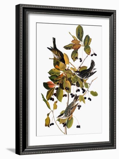 Audubon: Warbler-John James Audubon-Framed Giclee Print