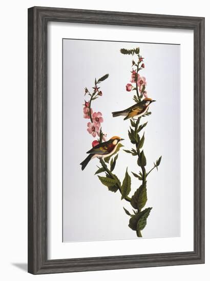 Audubon: Warbler-John James Audubon-Framed Giclee Print