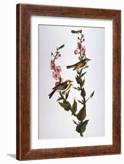 Audubon: Warbler-John James Audubon-Framed Giclee Print