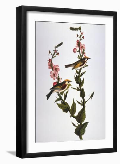 Audubon: Warbler-John James Audubon-Framed Giclee Print