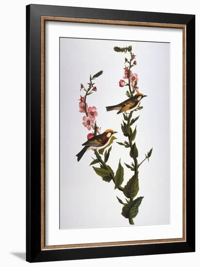 Audubon: Warbler-John James Audubon-Framed Giclee Print