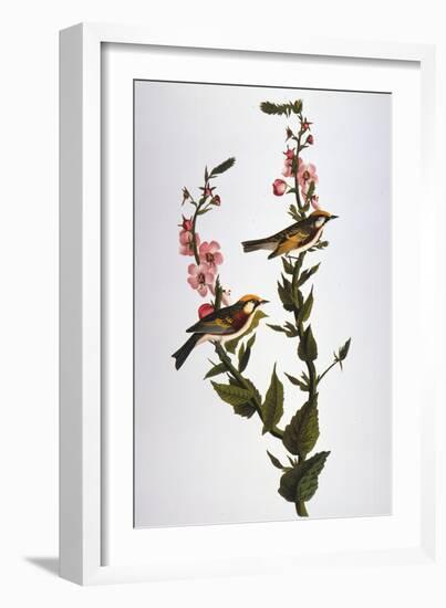 Audubon: Warbler-John James Audubon-Framed Giclee Print