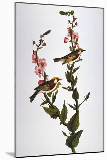 Audubon: Warbler-John James Audubon-Mounted Giclee Print