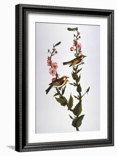 Audubon: Warbler-John James Audubon-Framed Giclee Print