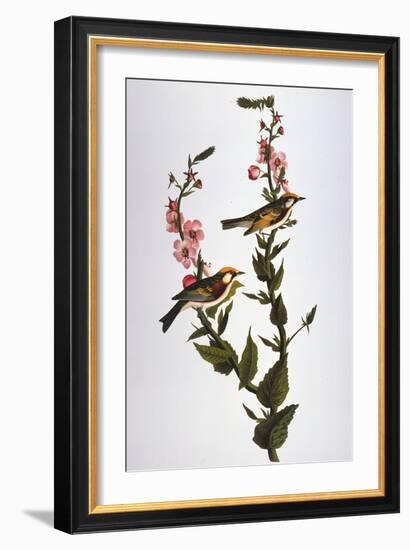 Audubon: Warbler-John James Audubon-Framed Giclee Print