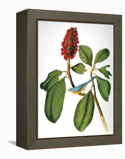 Audubon: Warbler-John James Audubon-Framed Premier Image Canvas