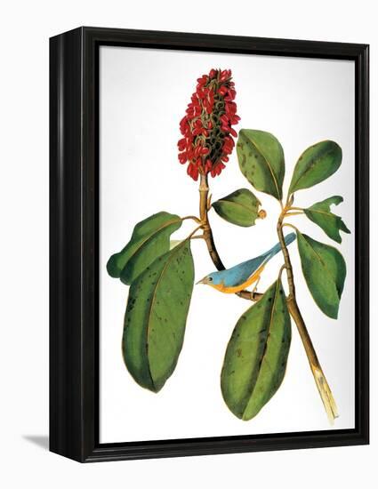 Audubon: Warbler-John James Audubon-Framed Premier Image Canvas