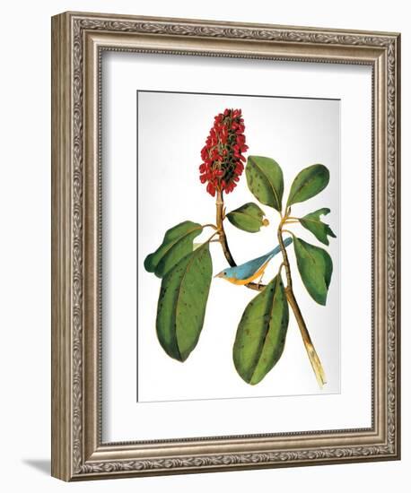 Audubon: Warbler-John James Audubon-Framed Premium Giclee Print