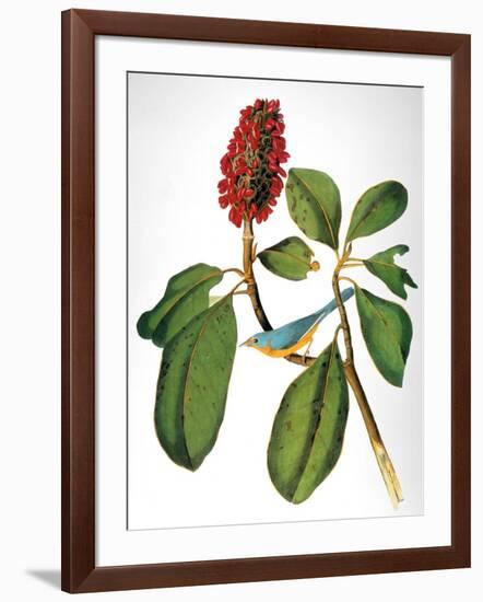 Audubon: Warbler-John James Audubon-Framed Giclee Print