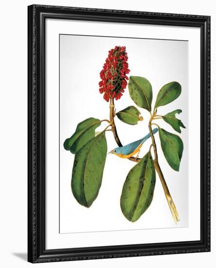 Audubon: Warbler-John James Audubon-Framed Giclee Print