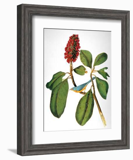 Audubon: Warbler-John James Audubon-Framed Giclee Print