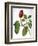 Audubon: Warbler-John James Audubon-Framed Giclee Print