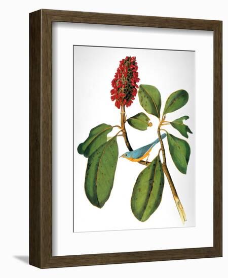 Audubon: Warbler-John James Audubon-Framed Giclee Print