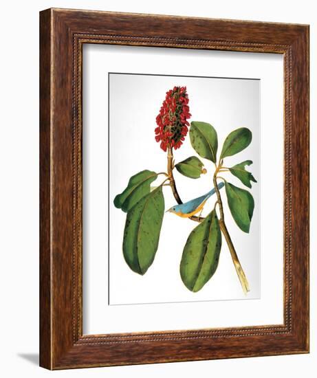 Audubon: Warbler-John James Audubon-Framed Giclee Print